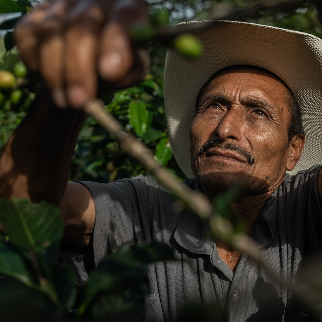 Coffee farmer inspecting coffee plants in an organic coffee plantation, highlighting sustainable coffee farming and responsible coffee production.