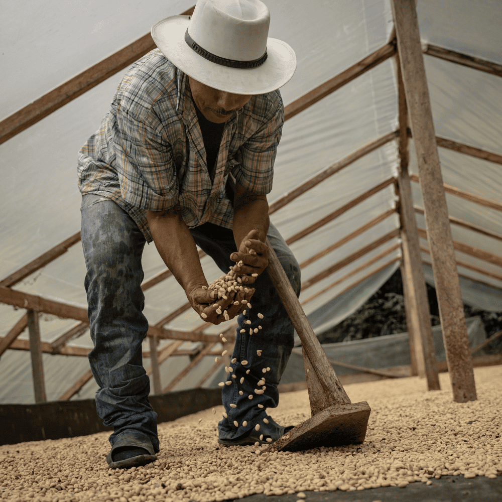 The 4 different coffee processing methods