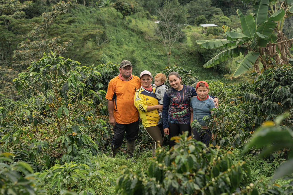 Demystifying the true role of Fairtrade in the coffee trade