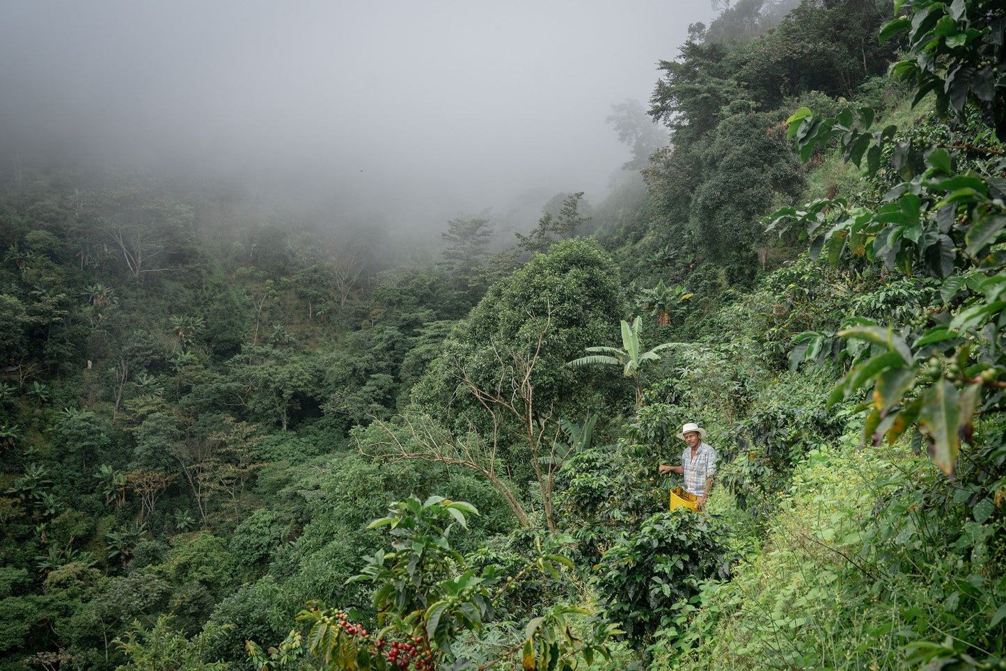 Organic coffee: better for you and for the producers